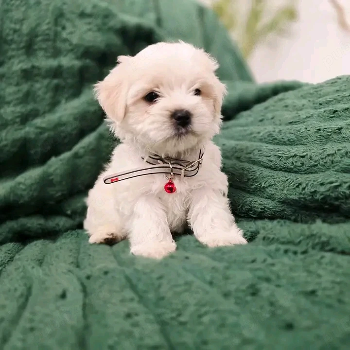 Puiuți superbi de Bichon maltez mini toy 