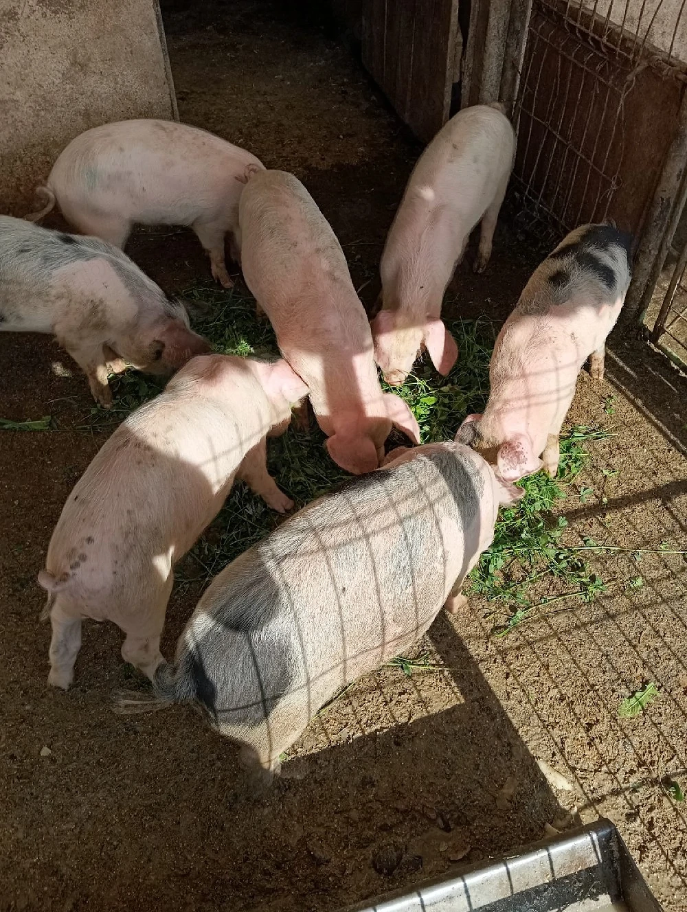 vand purcei, grăsunași