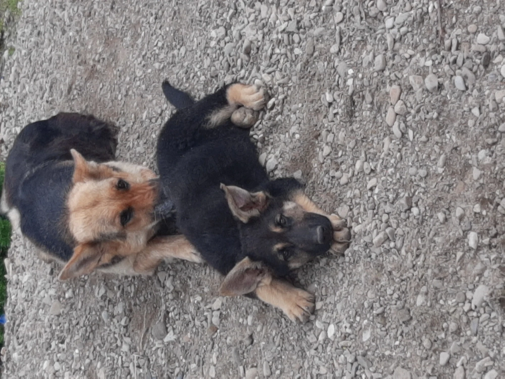 Catelusa ciobănesc german 