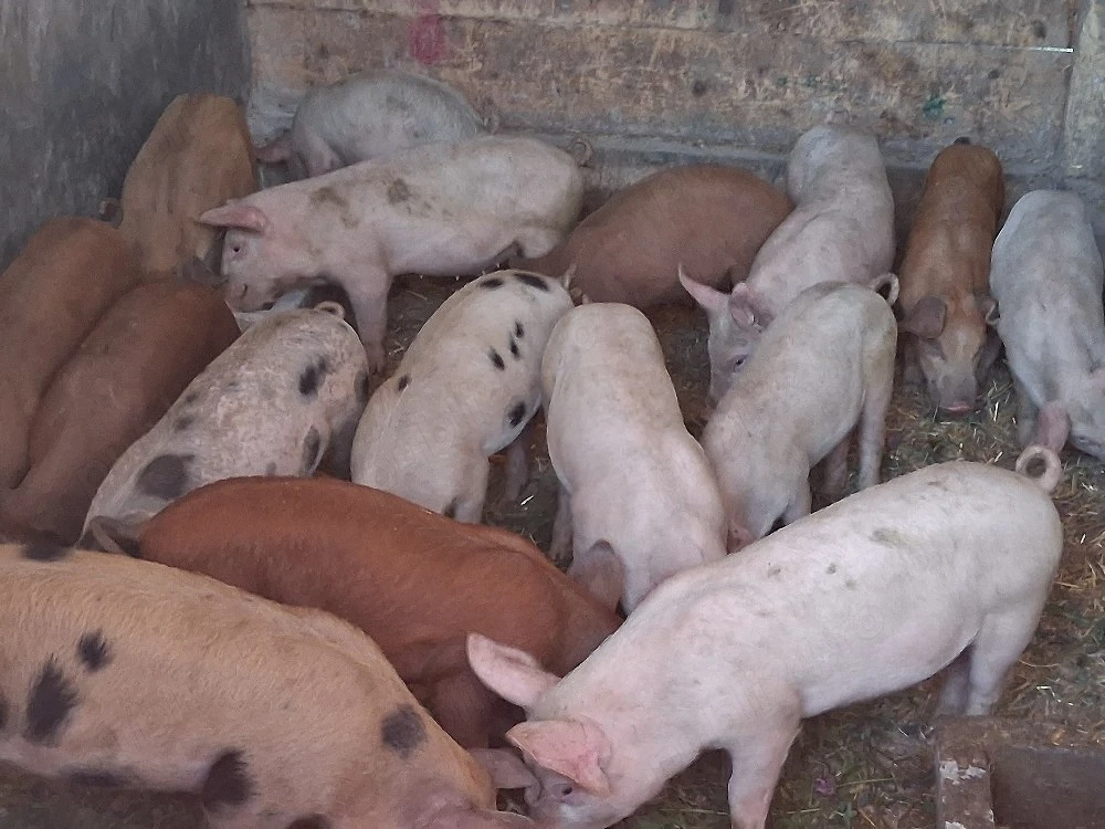 vând purcei de 11 săptămâni 18-20 kg(masculi castraţi)
