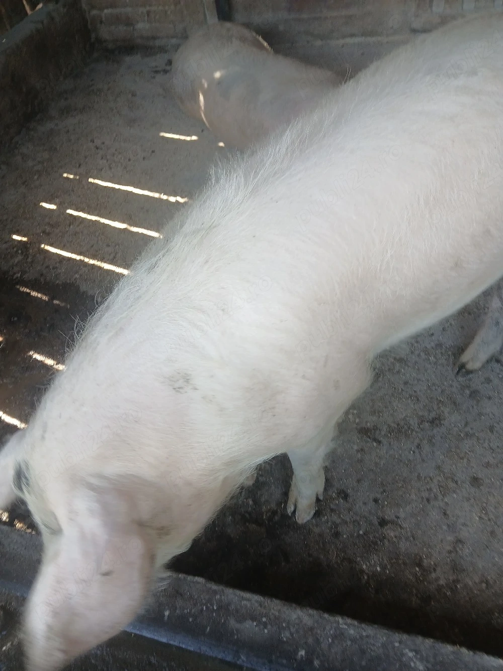 vand porci