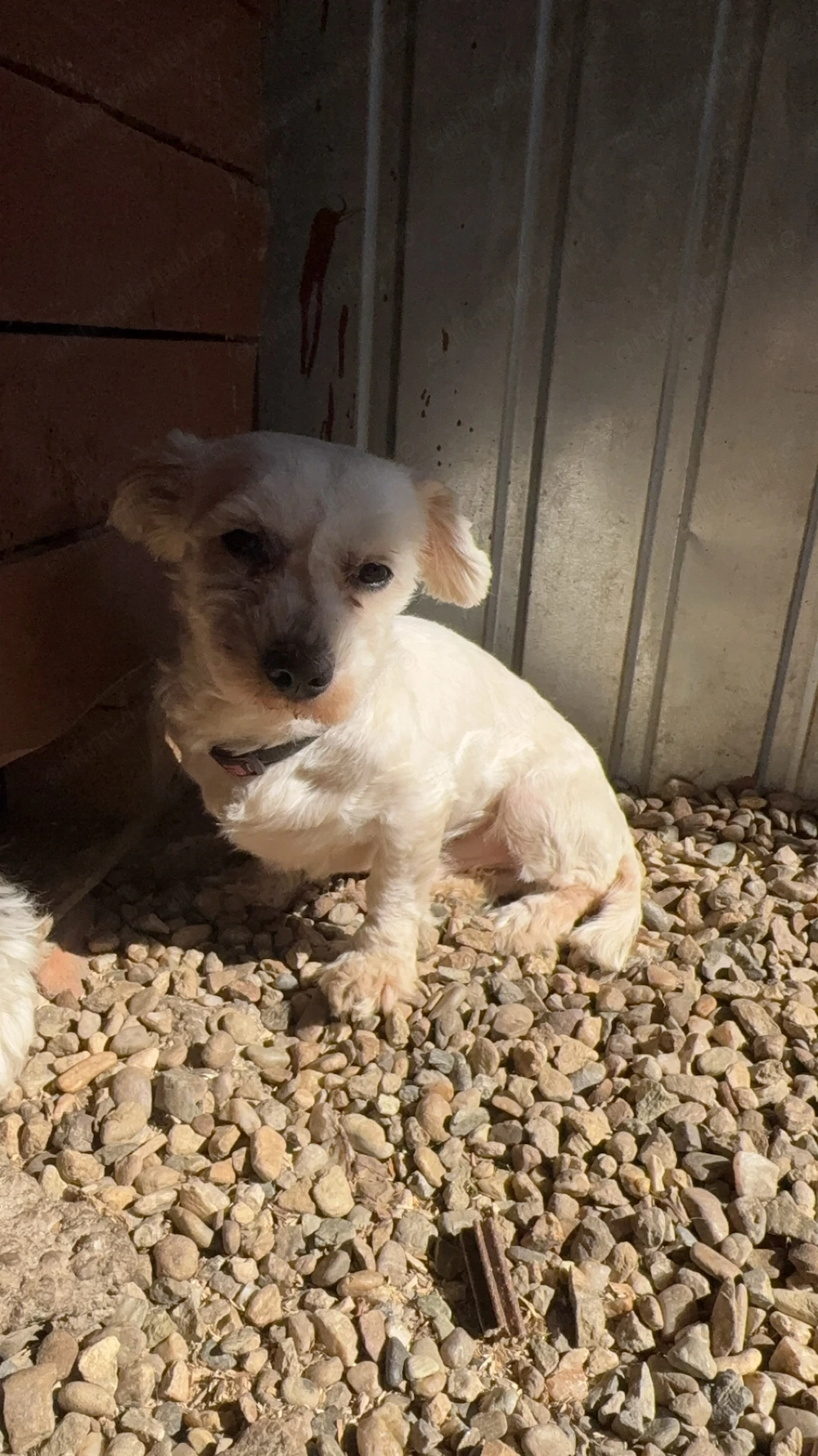 Mascul bichon maltez