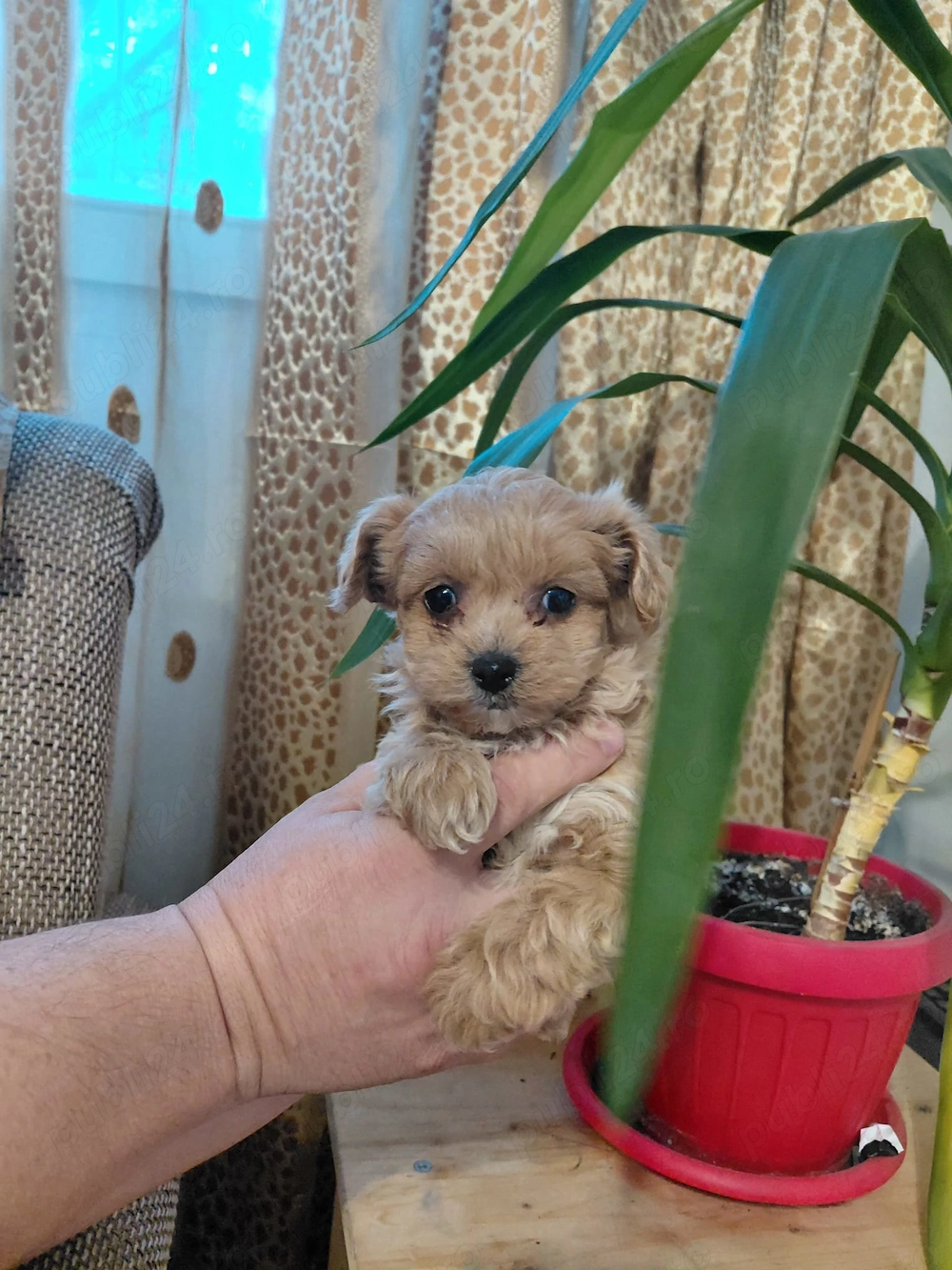 Maltipoo la vârsta de doua luni