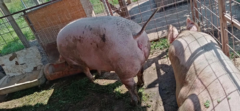 Porci de vanzare 3 buc
