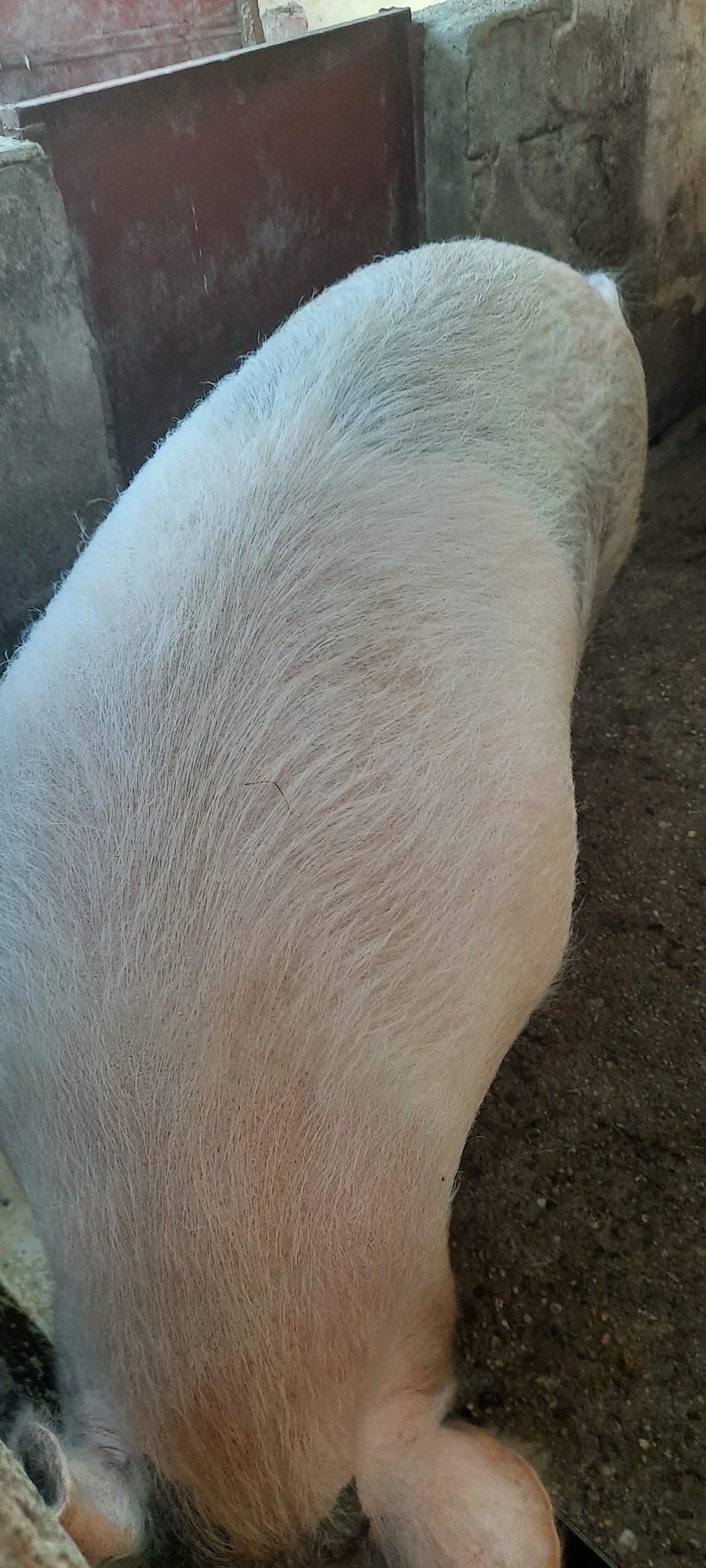 Porc de vanzare