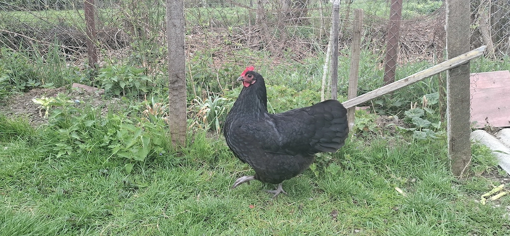 Oua  găini Australorp 