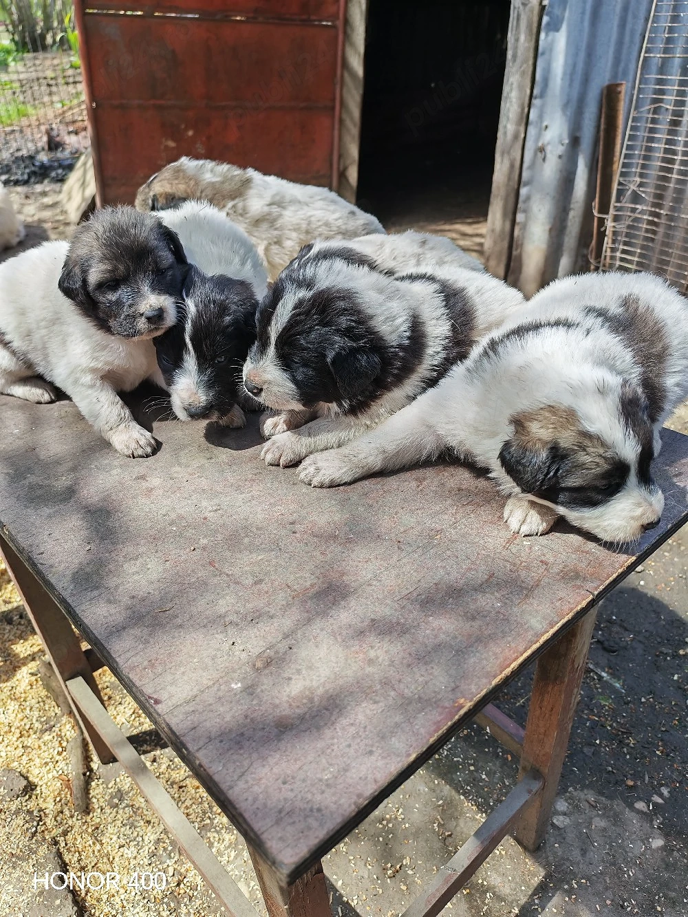 Vând sau dau spre adopție 