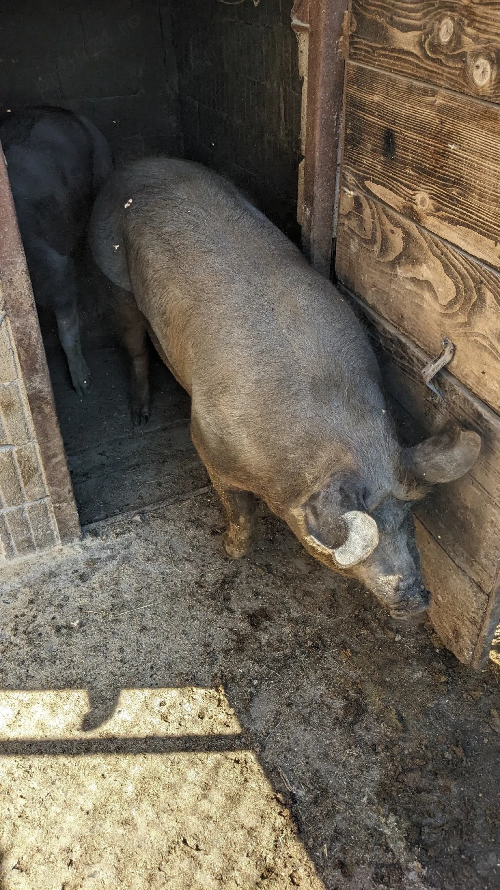 Porc de carne