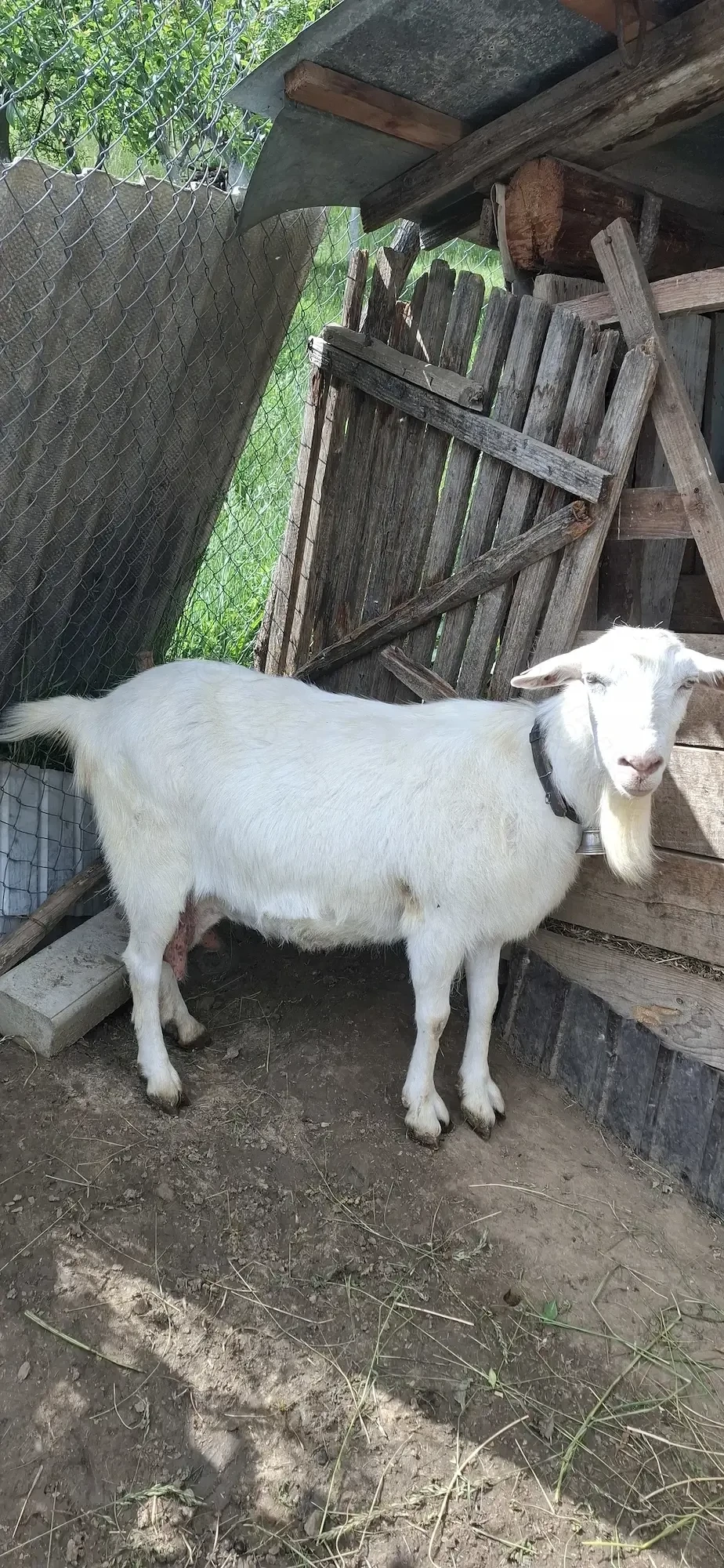 Vand capră si tap saanen