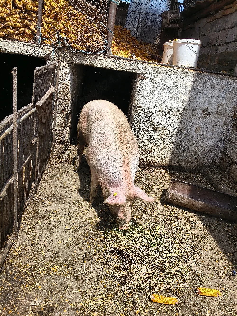 porc landras 
