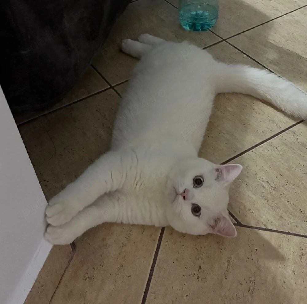 british shorthair white