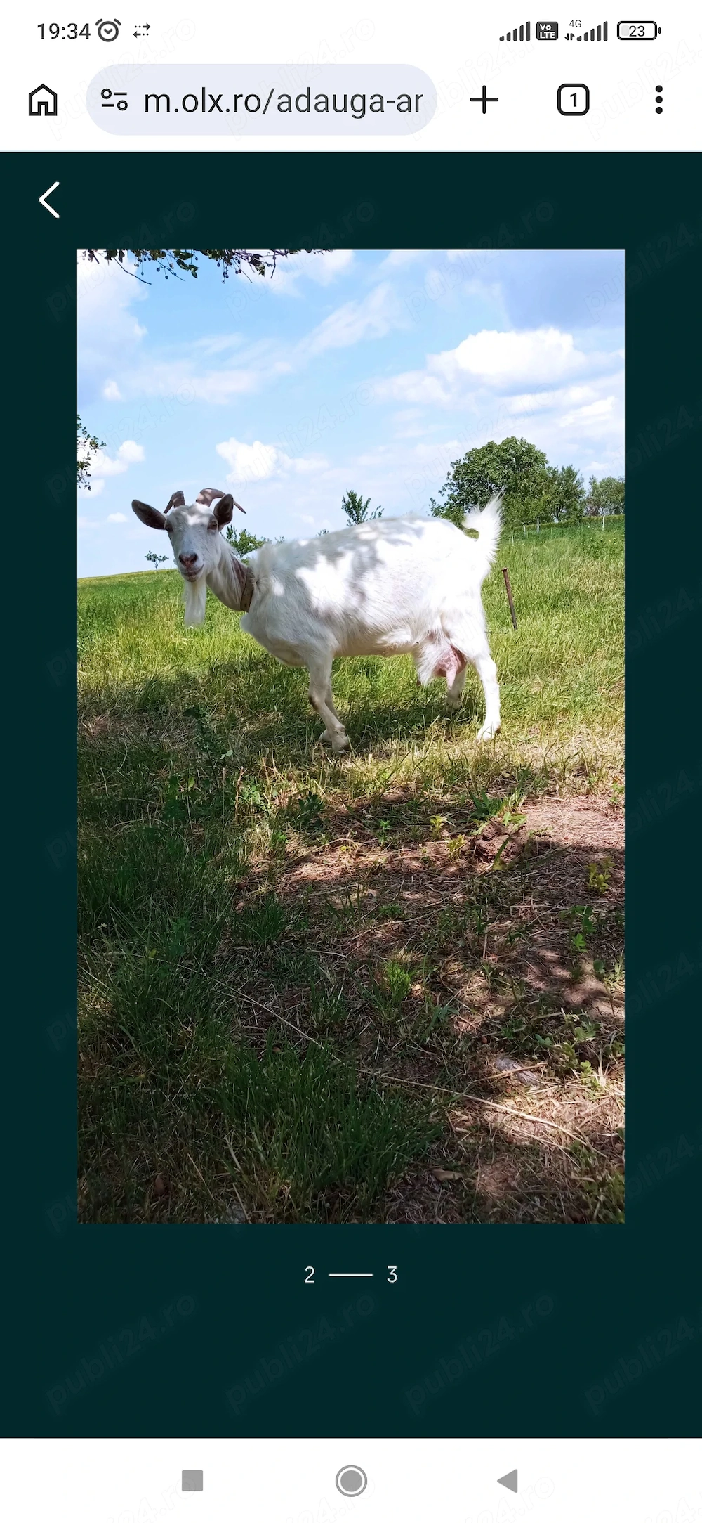 Vând capra tânără producție mare