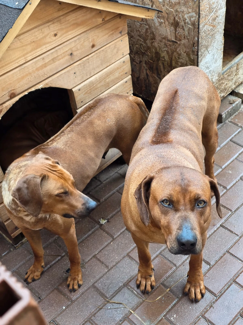 Pui de Rhodesian Ridgeback de vanzare