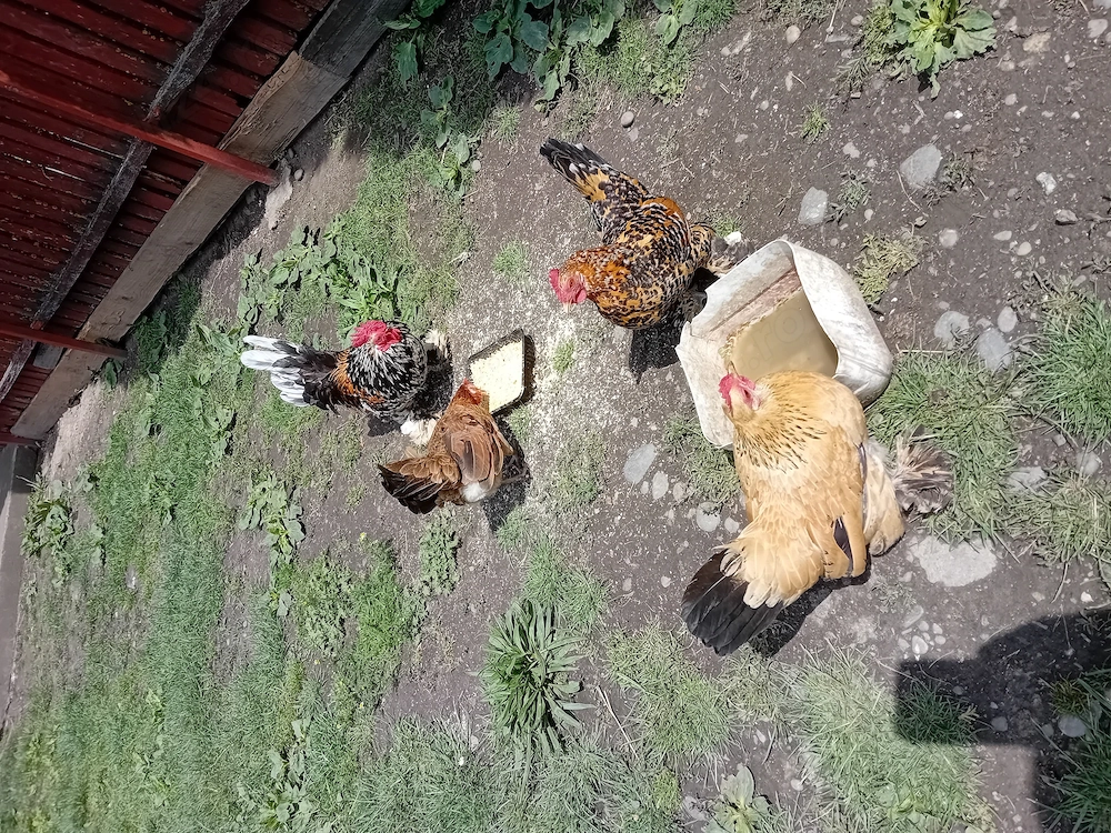 Vând gainuse și pui mi de flori 
