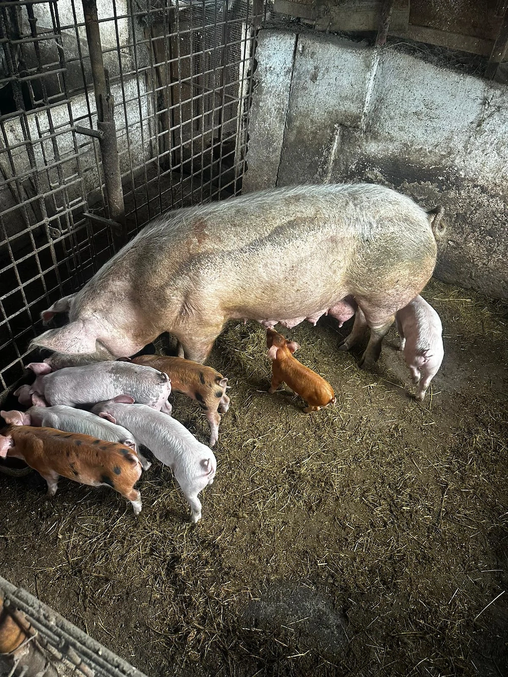 Se vine purcea cu 7 purcei de 6 saptamani, acestia pot fi înțărcați, mananca si sunt măricei. 