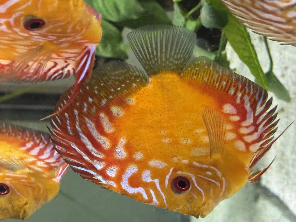 Discus disponibil diverse culori