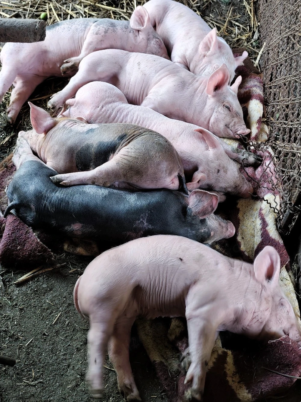 Purcei Pietran cu Duroc 