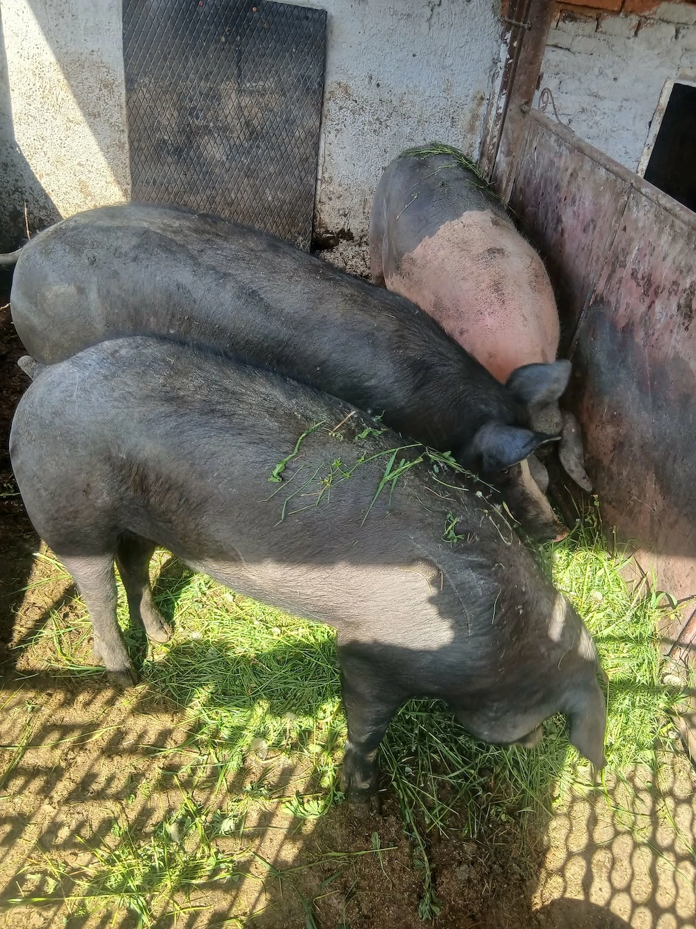 Vand 2 porci la 150 kg pret 2000 lei și un porc la 80-90 kg pret 1300 lei