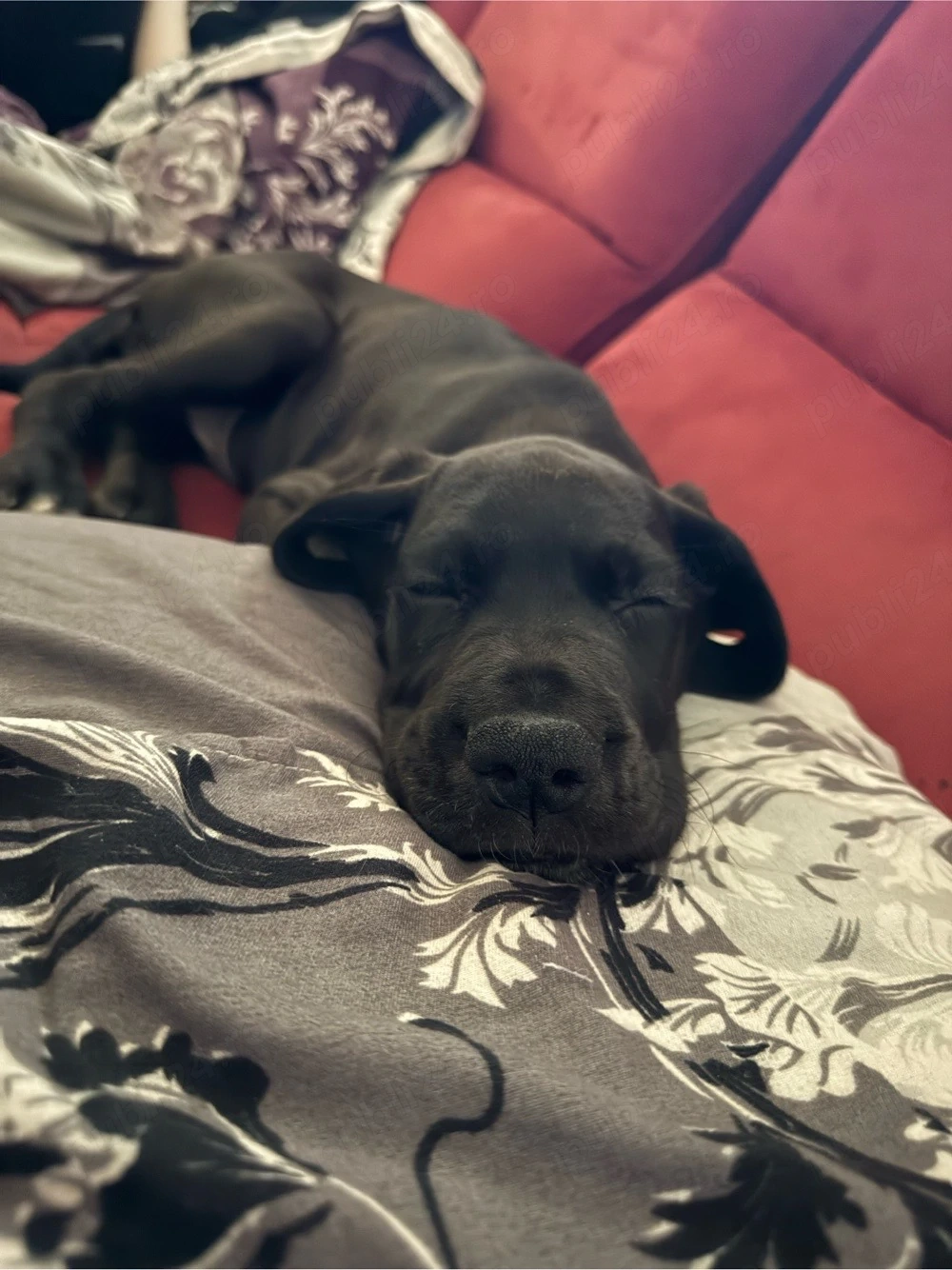 Dog German (Great Dane) 