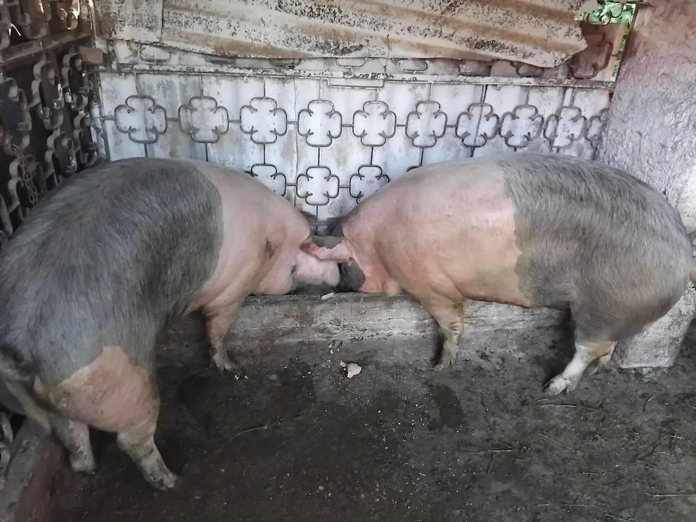 Porci de vanzare 