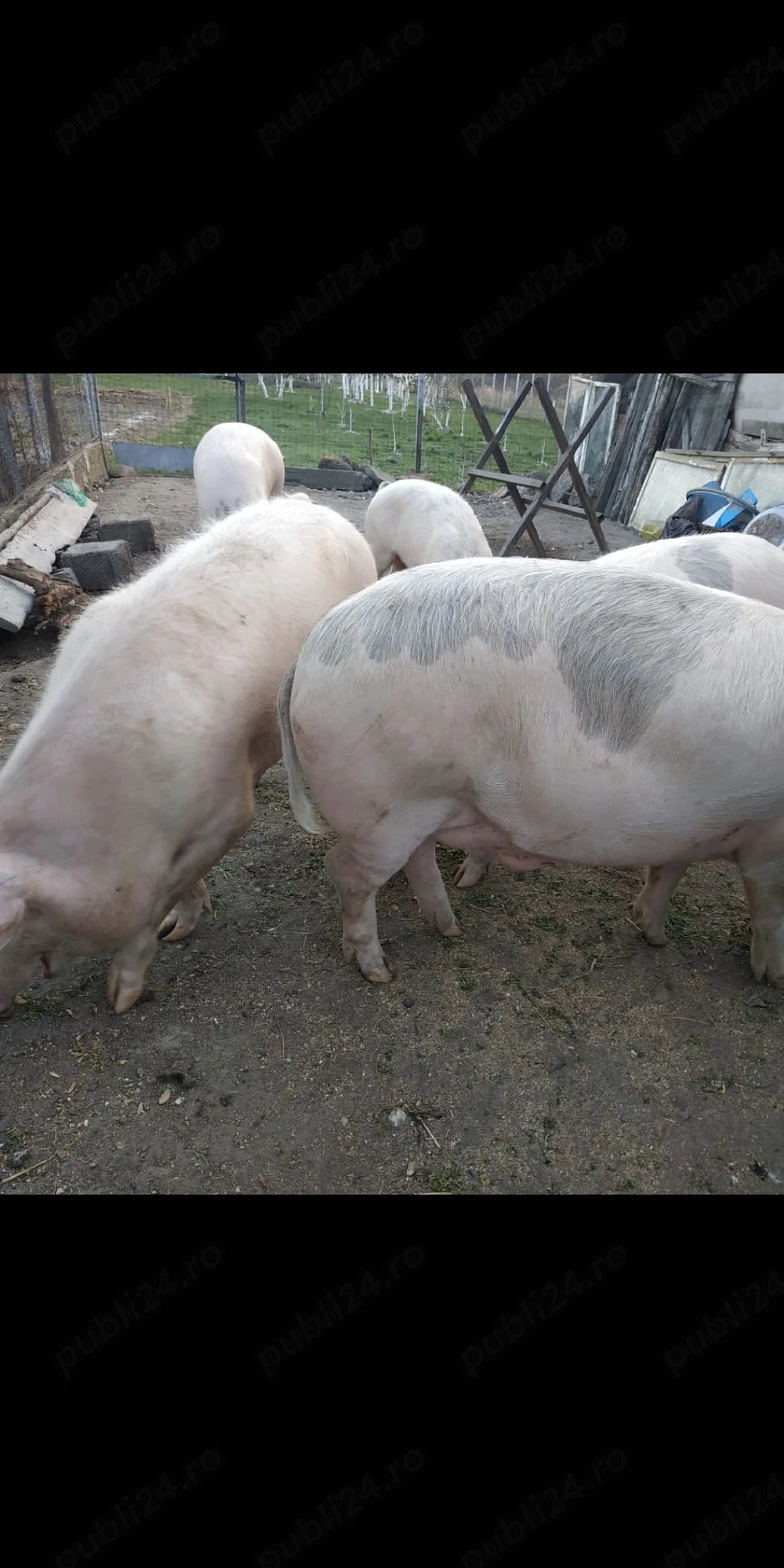 Vand porc.200-250 kg
