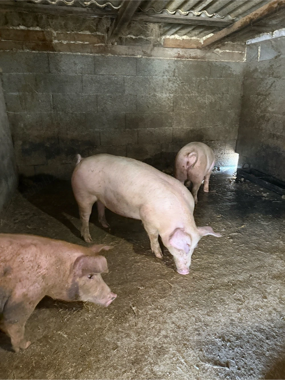 Porci 80-100 kg 