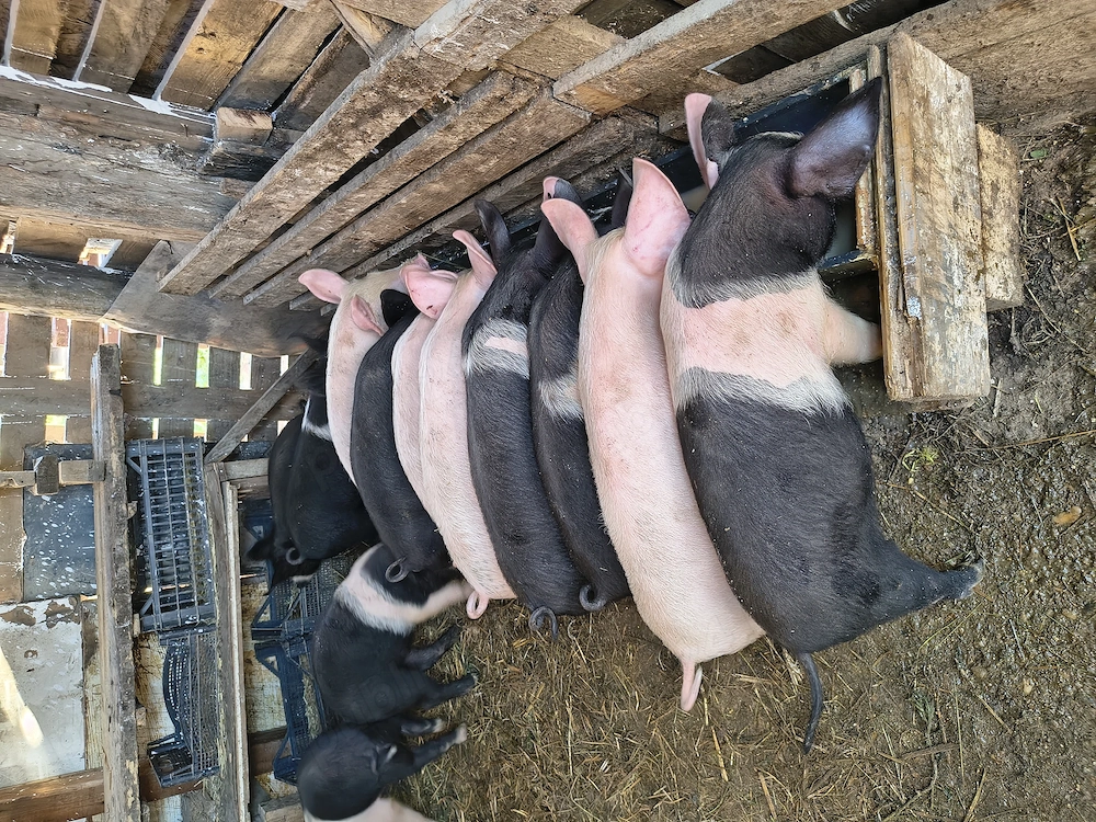 Vând porci