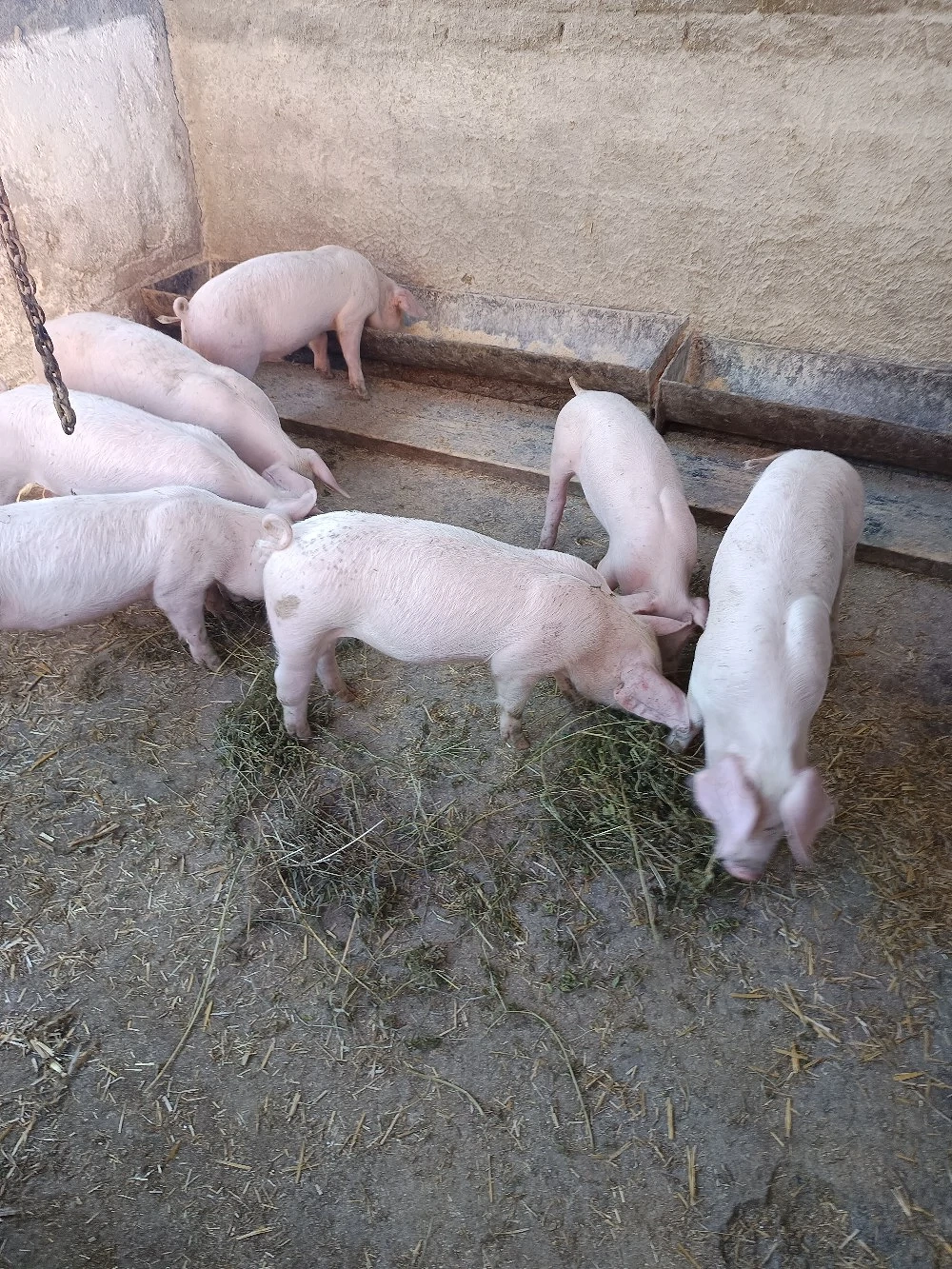 purcei de vînzare.
