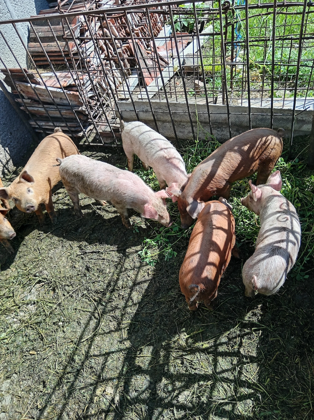 Vând purcei de 8 saptamani