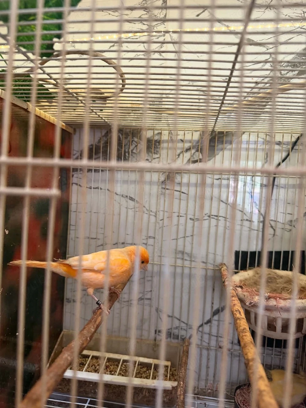 De vînzare femelă canari timbrado 2025 și puii de timbrado de anul ăsta inelați cu două inele 