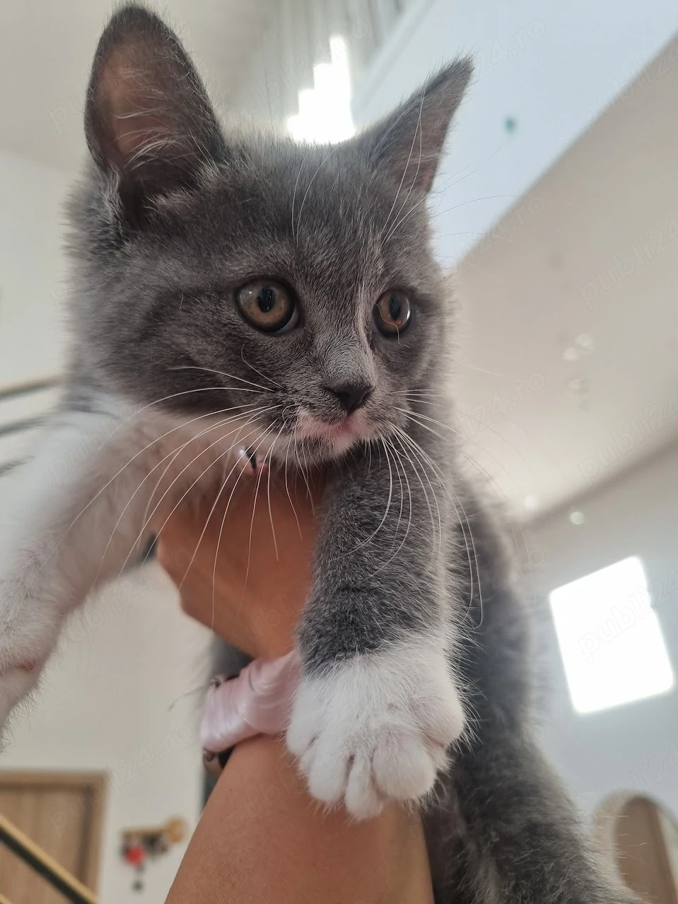 Puiuti British Shorthair