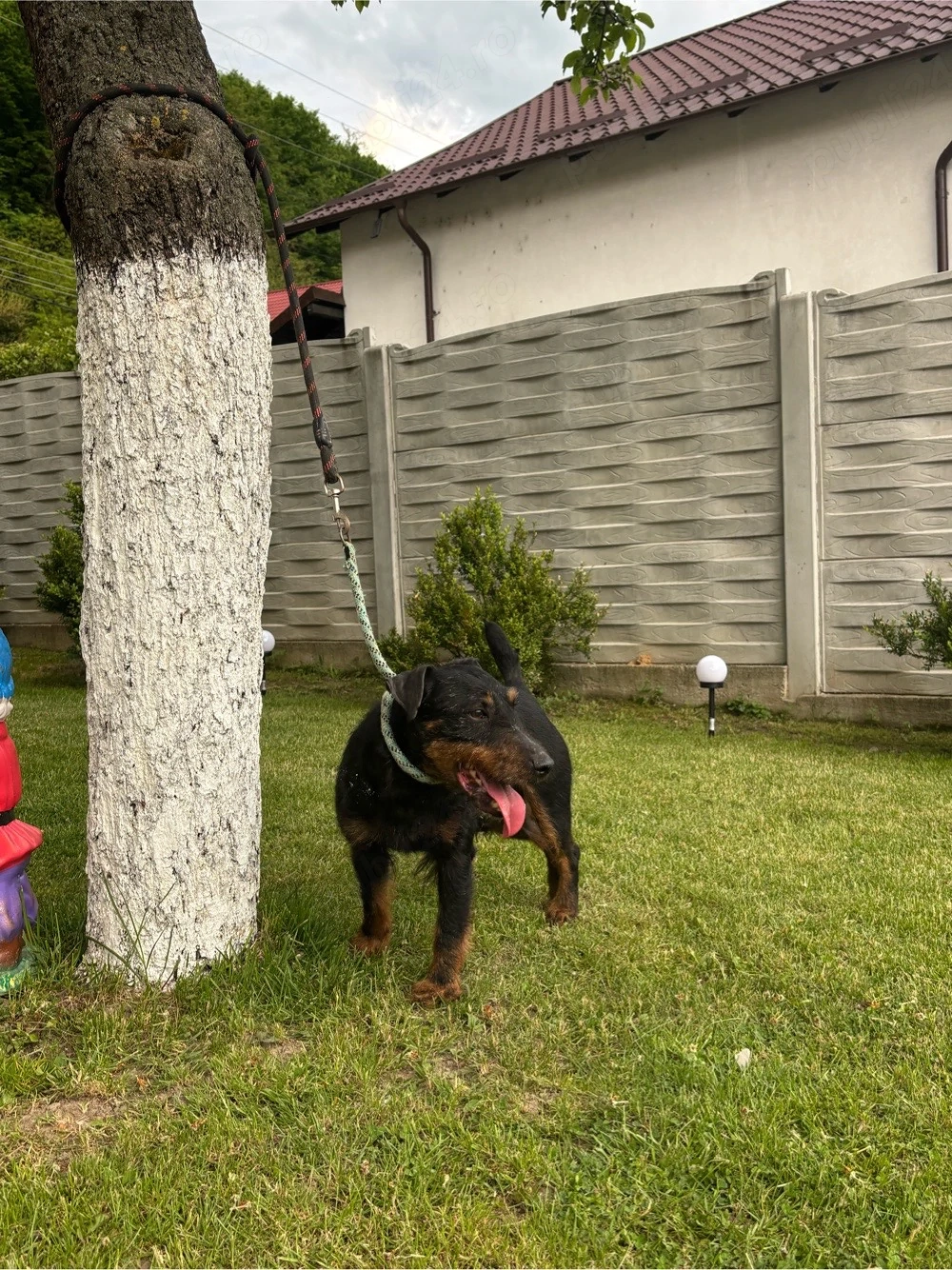 mascul jagdterrier