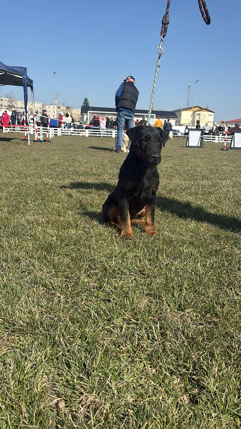 femela jagdterrier