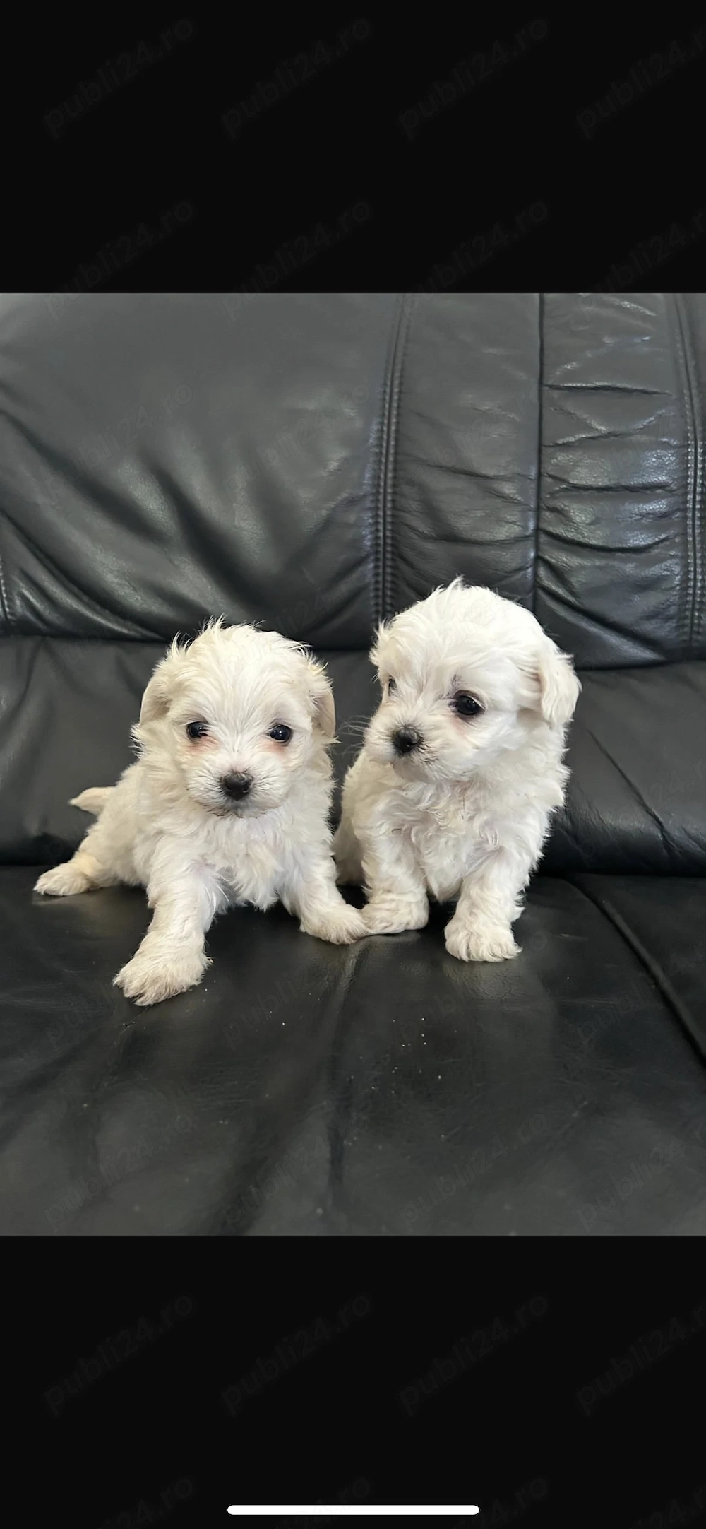 Vând Bichon maltez 