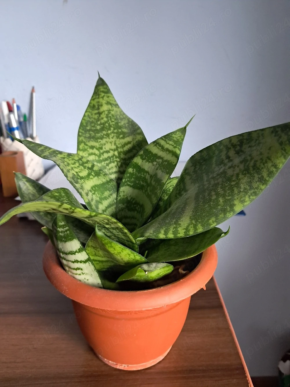 sansevieria trifasciata planta naturala 