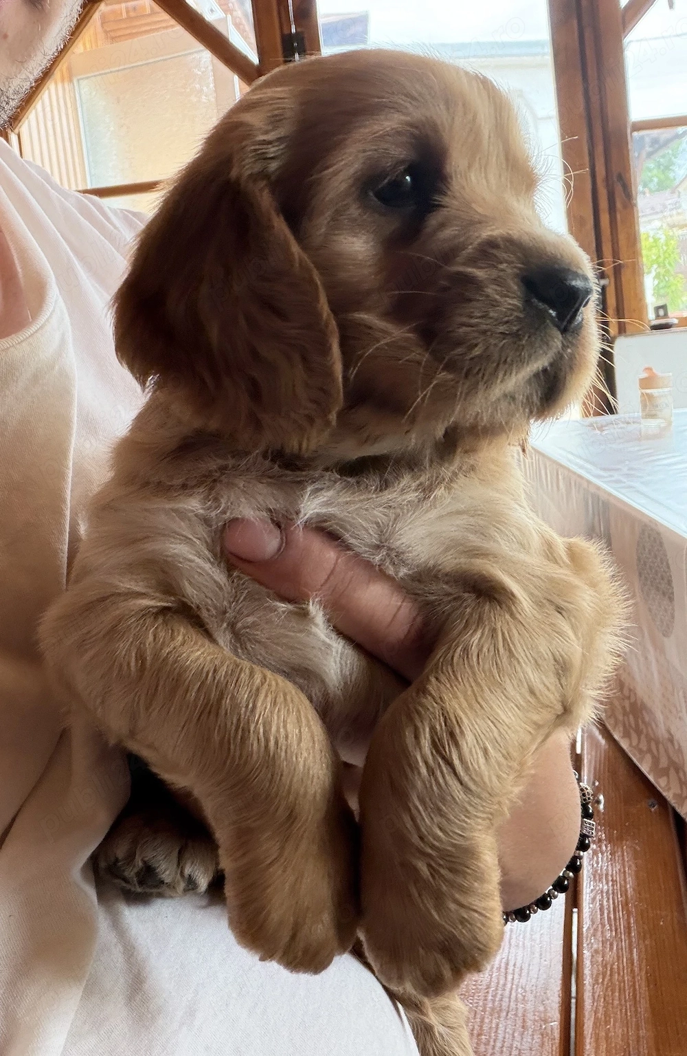 Coker Spaniel catelusi
