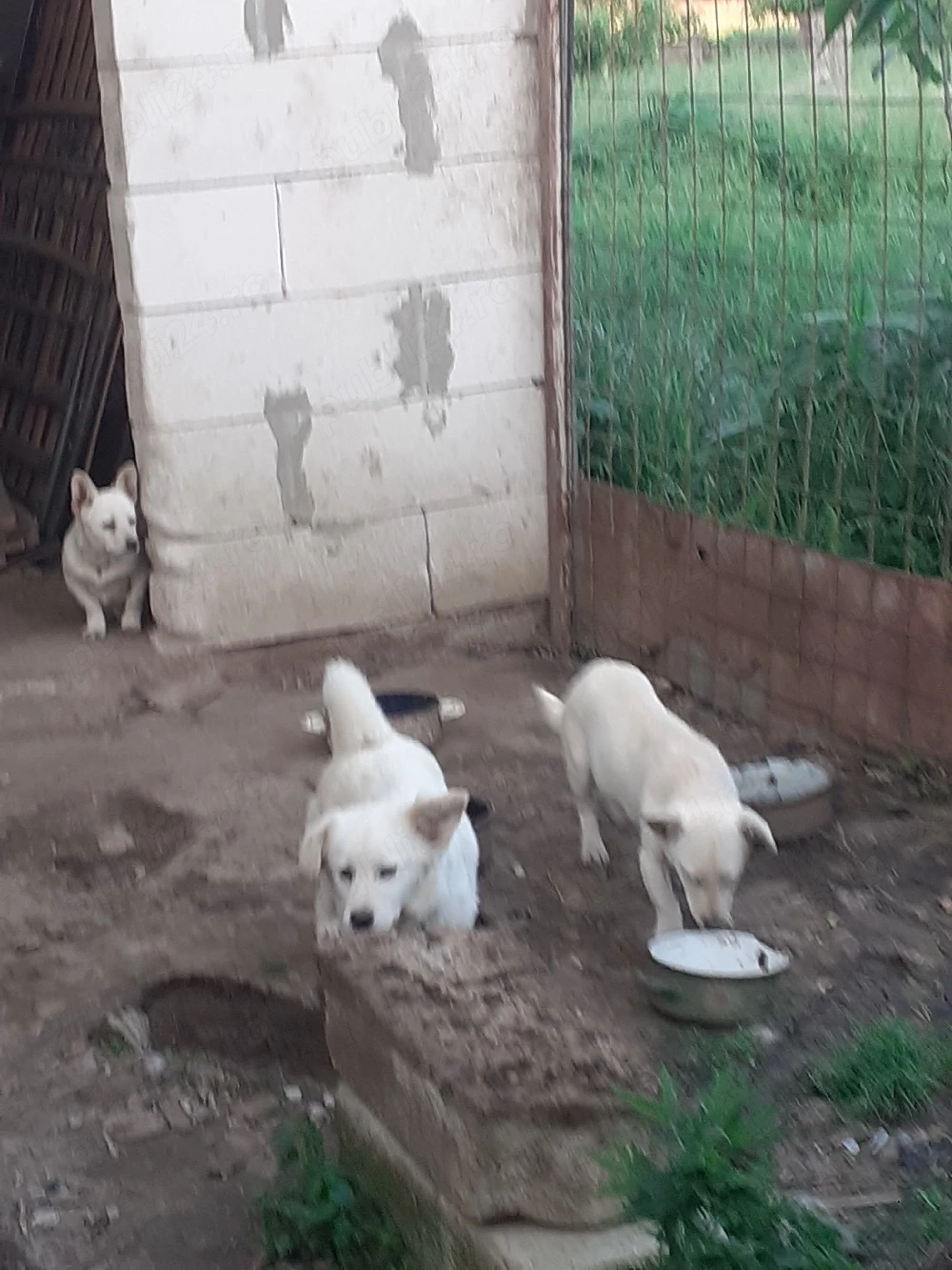 Căței 7 luni
