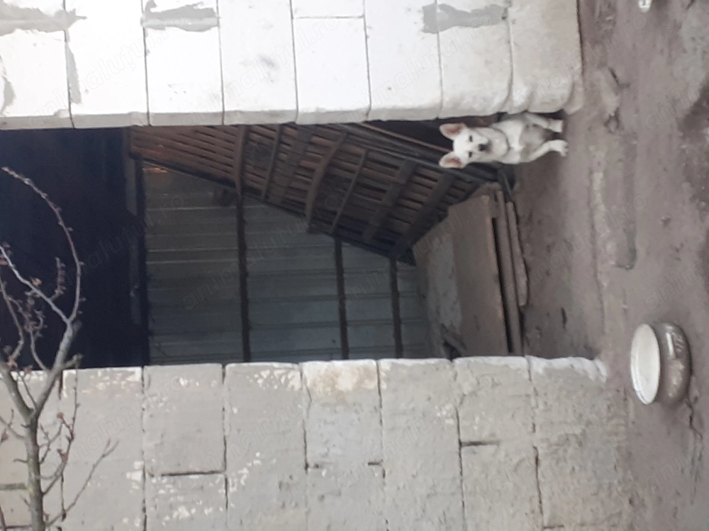 Căței 7 luni ,buni de pază