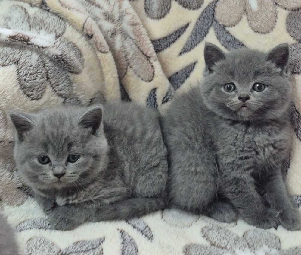 Puiuti british shorthair blue 