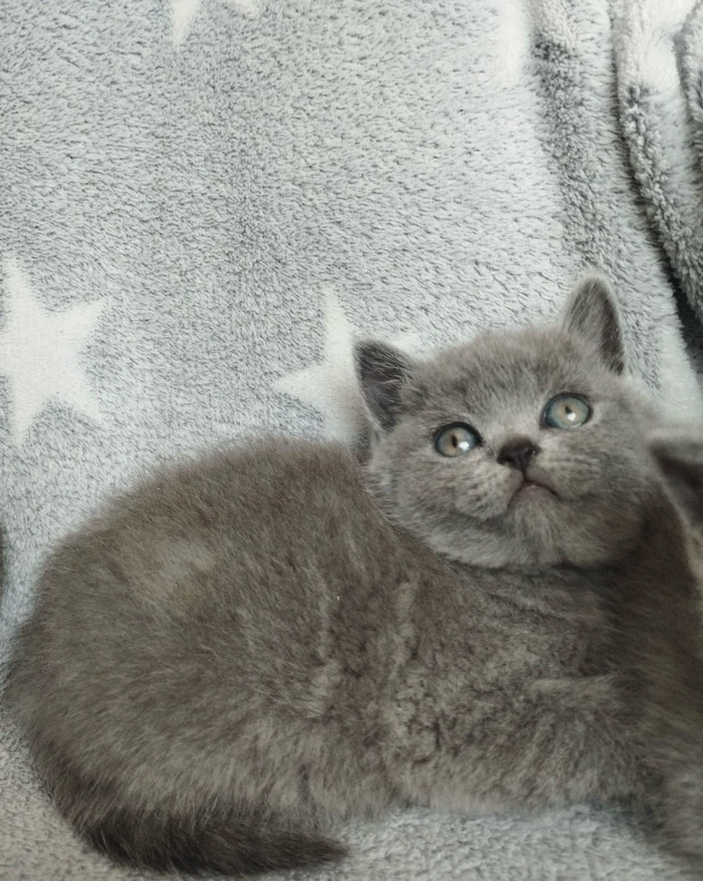 Puiuti British short hair 