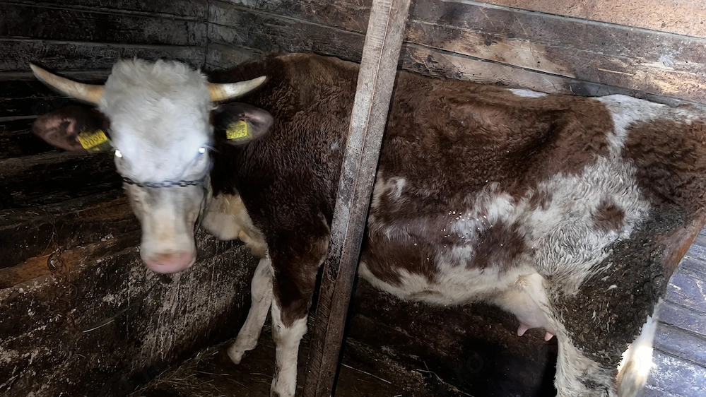 Juninca cu vitel, vaca de vanzare