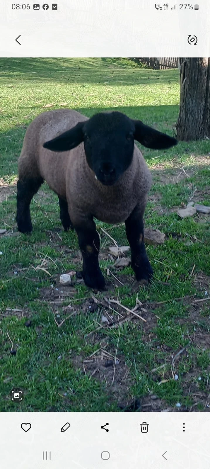 Mieluți suffolk de vânzare 