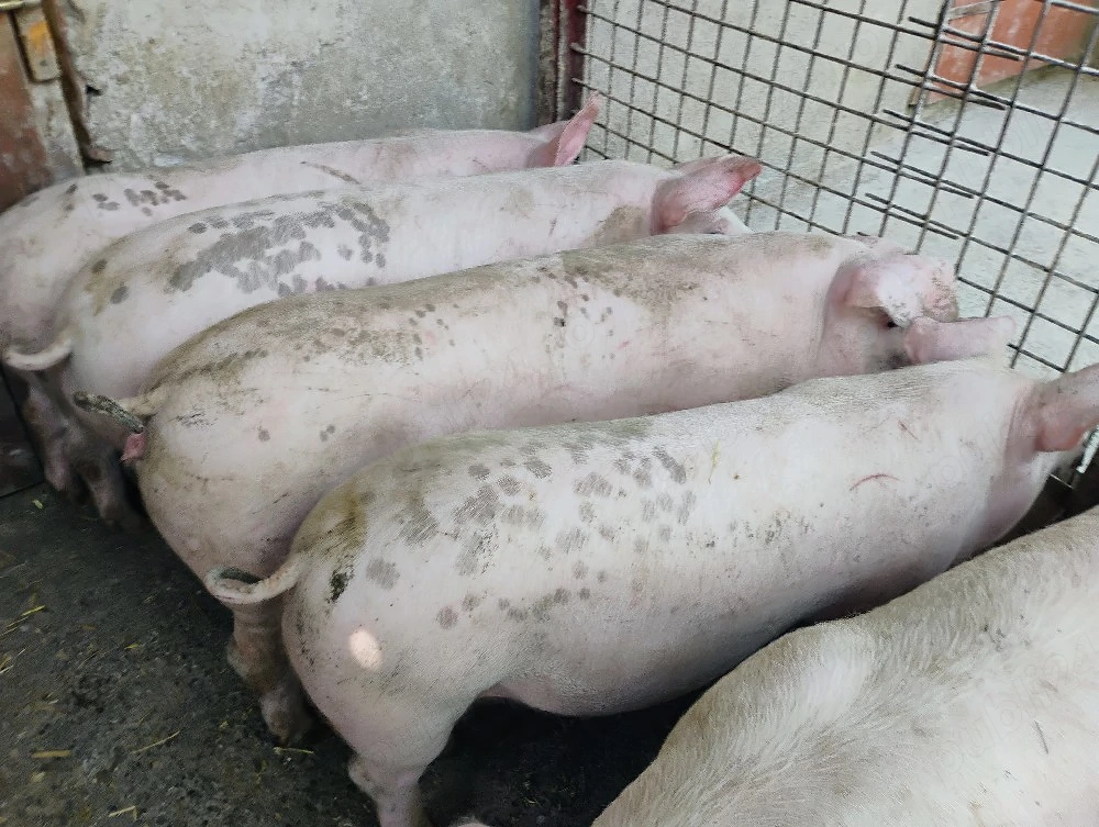 Vand Soldanii Marele Alb cu Landrace