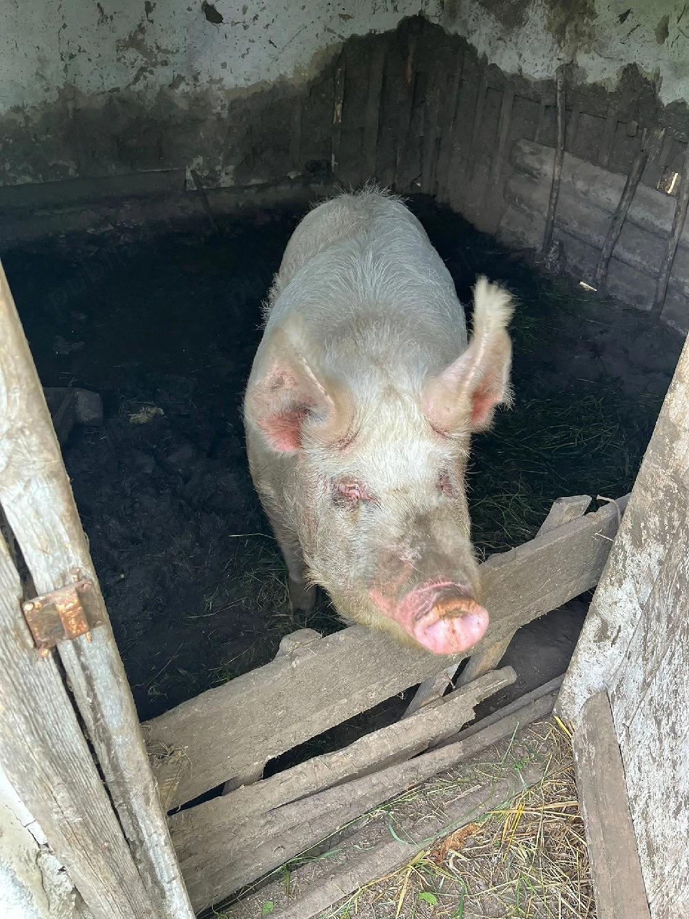 vand porc de 200kg