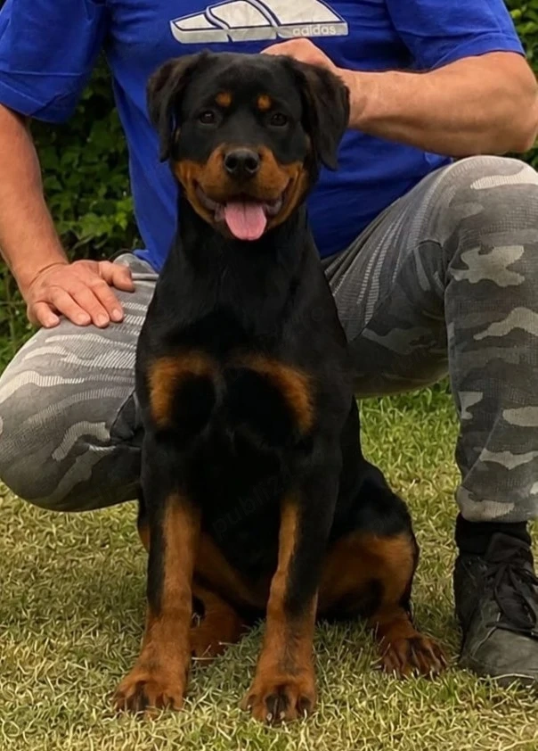 Pui de Rottweiler