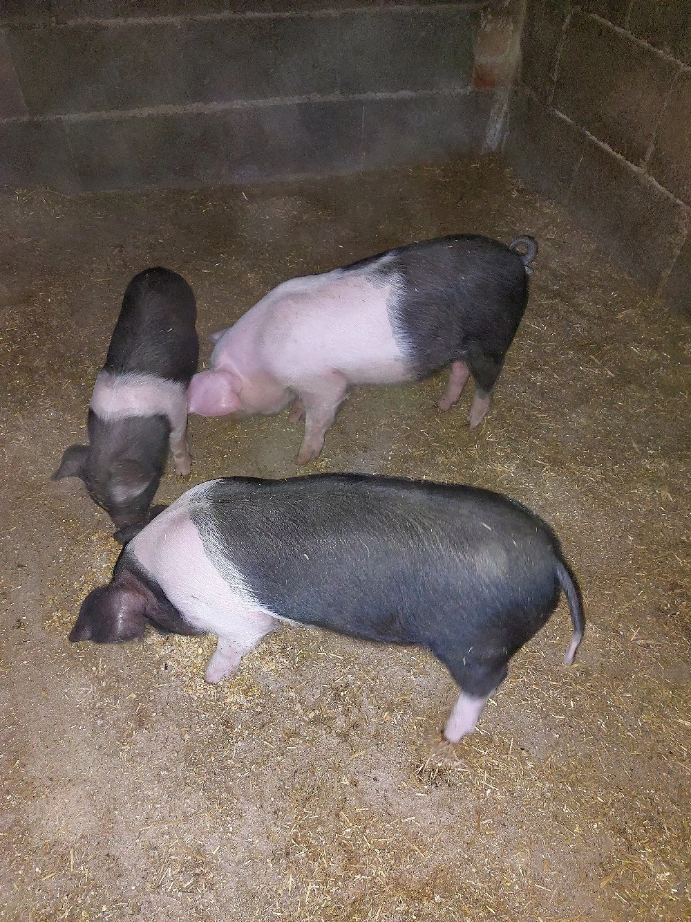 De vânzare purcei de 7  săptămâni. 