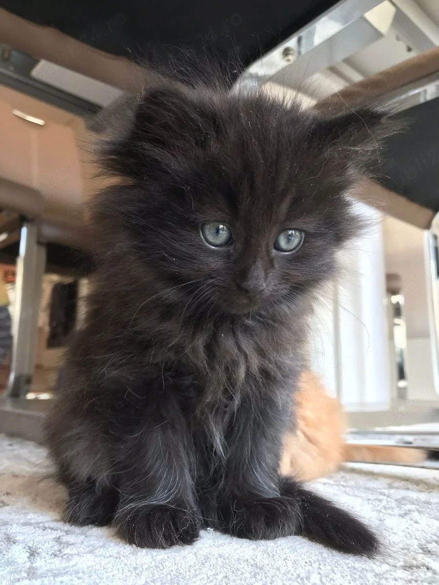 Maine Coon 