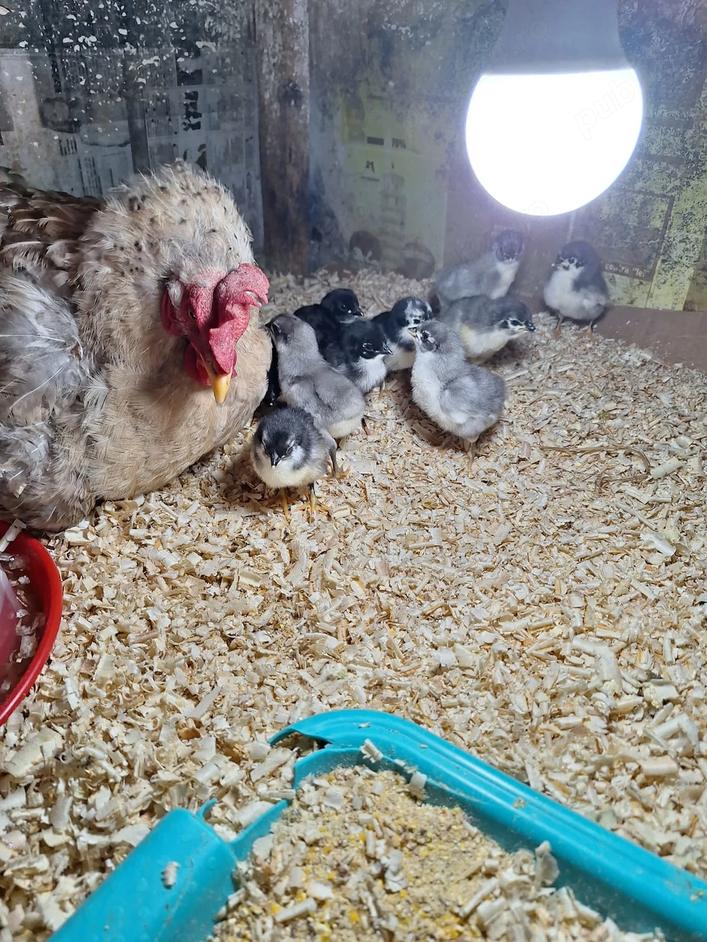 Closca cu pui Australorp 