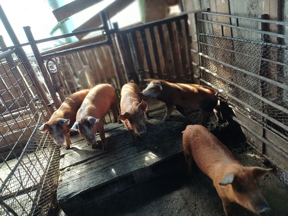 Vind 5 purcei duroc de 11 săptămini.