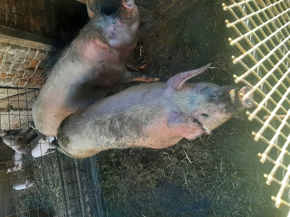 Vând porc mare .
